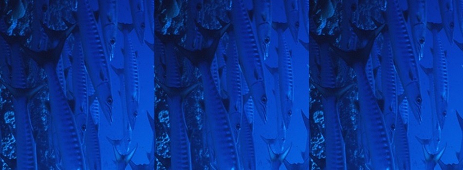 fishiesdn2