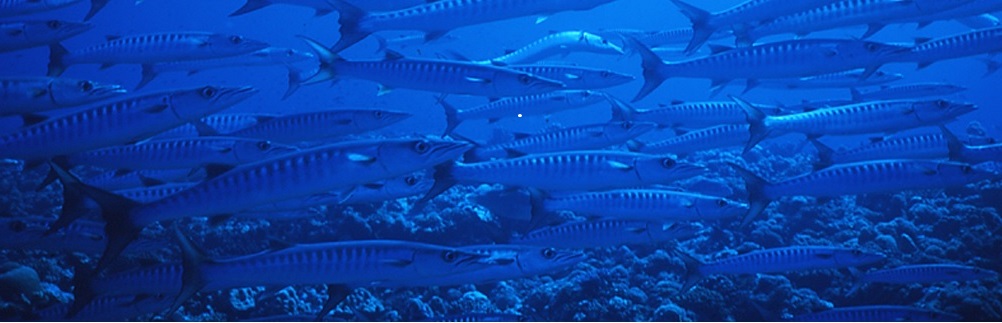 fishiesR