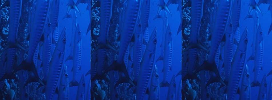 fishiesup2
