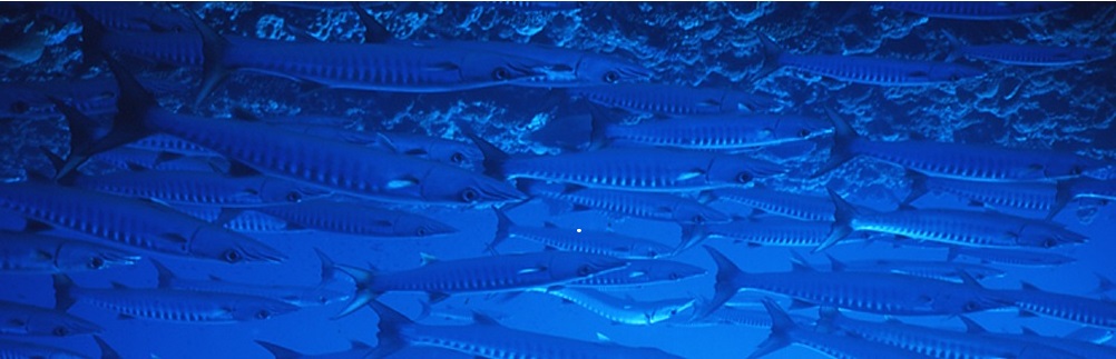 fishiesUR